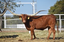 TEXANA TINSEL 