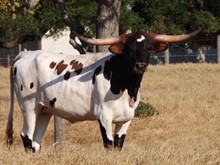 RJF Cowboy's Heart Throb