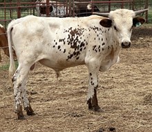 IM BULL 8/24