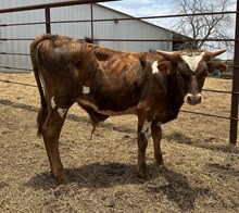 IM BULL 46/24