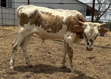 IM BULL 6/25