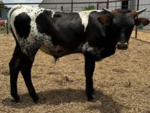 IM BULL 32/24