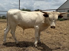IM BULL 6/24