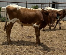 IM BULL 9/24