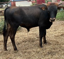 IM BULL 26/24