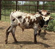 IM BULL 12/24