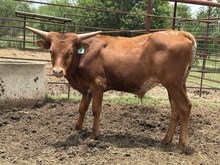 IM BULL 5/24