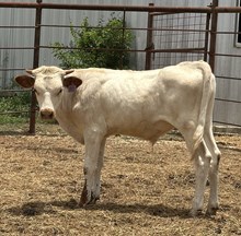IM BULL 3/25