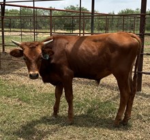 IM BULL 42/24