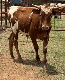 IM BULL 33/24