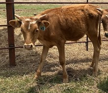 IM BULL 43/24