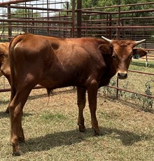 IM BULL 40/24