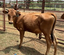 IM BULL 36/24
