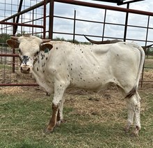 IM BULL 44/24