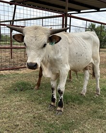 IM BULL 3/24
