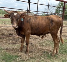 IM BULL 10/24