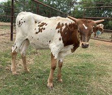 IM BULL 35/24