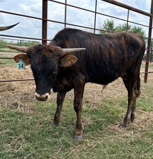 IM BULL 14/24