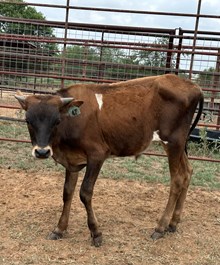 IM BULL 47/24