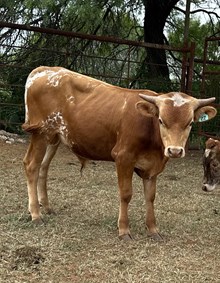 IM BULL 22/24