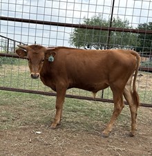 IM BULL 50/24