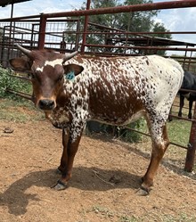 IM COWGIRL UP