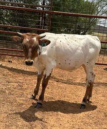 IM 401 TEJAS COTTON STARDOM