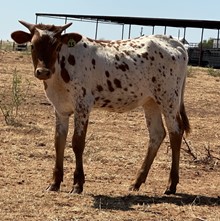 IM Heifer 15/23