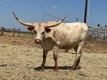 IM Texas Dynamite