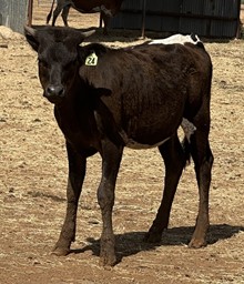IM Heifer 24/23