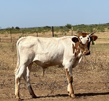 Im Bull 31/23
