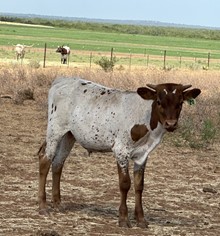 IM Bull 20/23