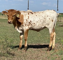 IM Heifer 27/23