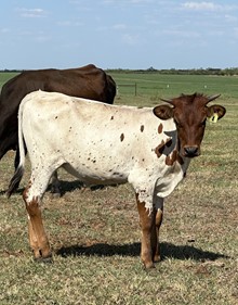 IM Heifer 4/23