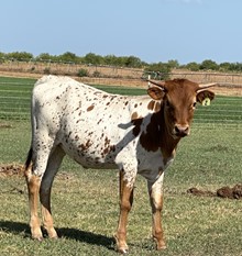 IM Heifer 2/23