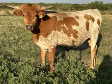 IM Steer 51/21