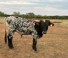 IM Bull 6/22