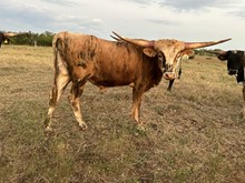 IM Bull 63/21