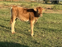 IM Heifer 28/23