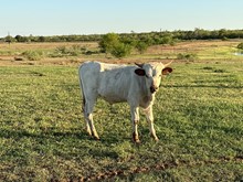IM Bull 12/23