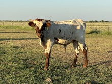 IM Bull 22/23