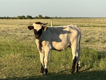 IM Heifer 16/23