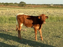 IM Heifer 14/23
