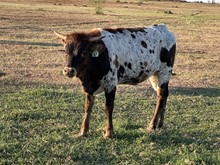 IM Heifer 17/23