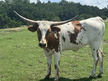 IM Tex Archer