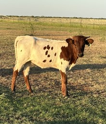 IM Heifer 26/23