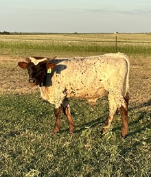 IM Bull 3/23