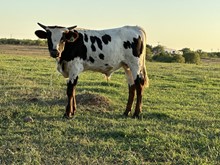 Im Bull 21/23