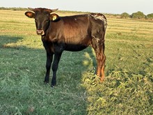 IM Heifer 7/23