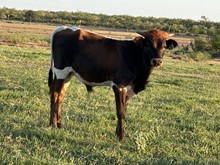 IM Bull 23/23